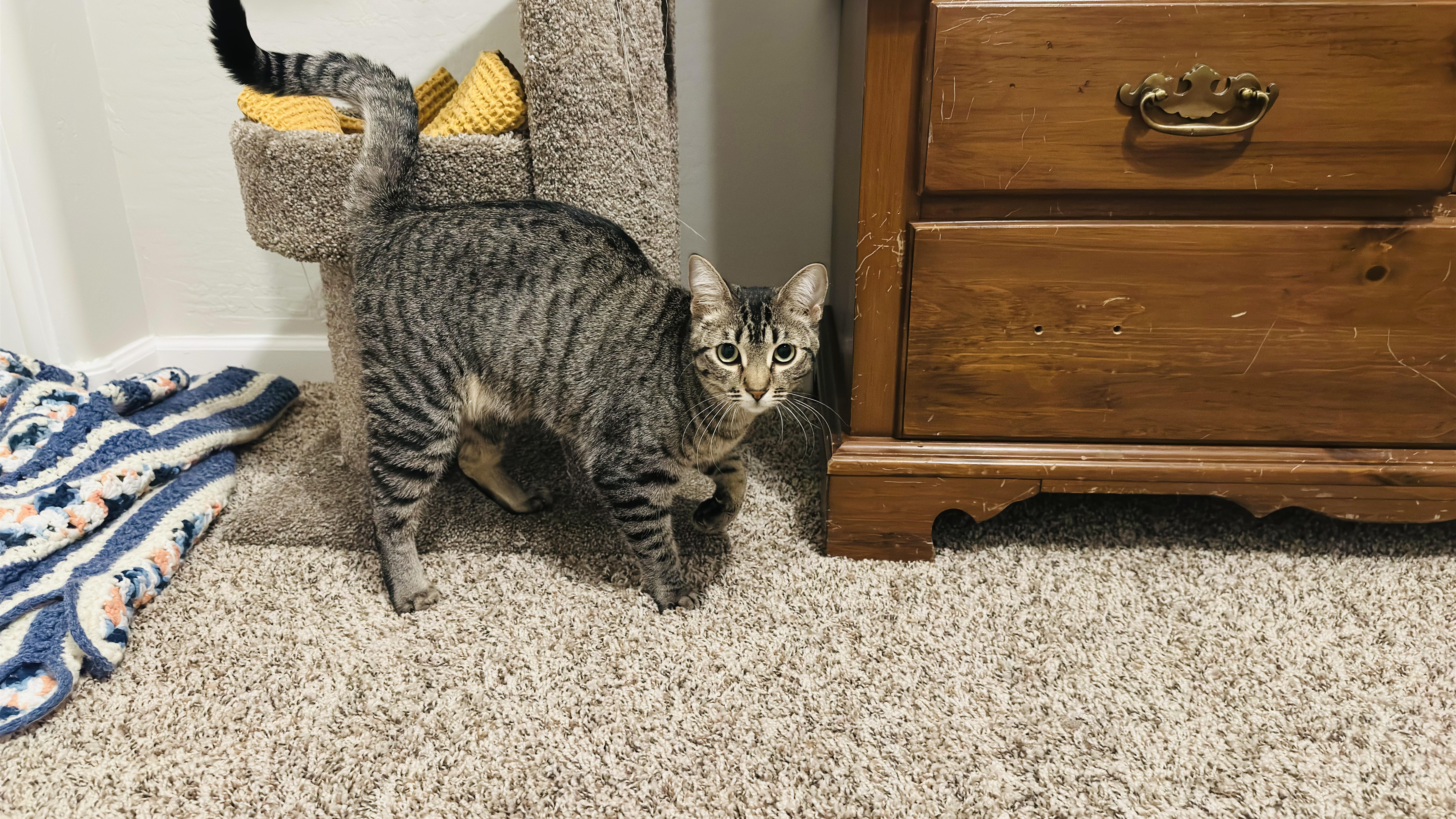 Olive photo 4