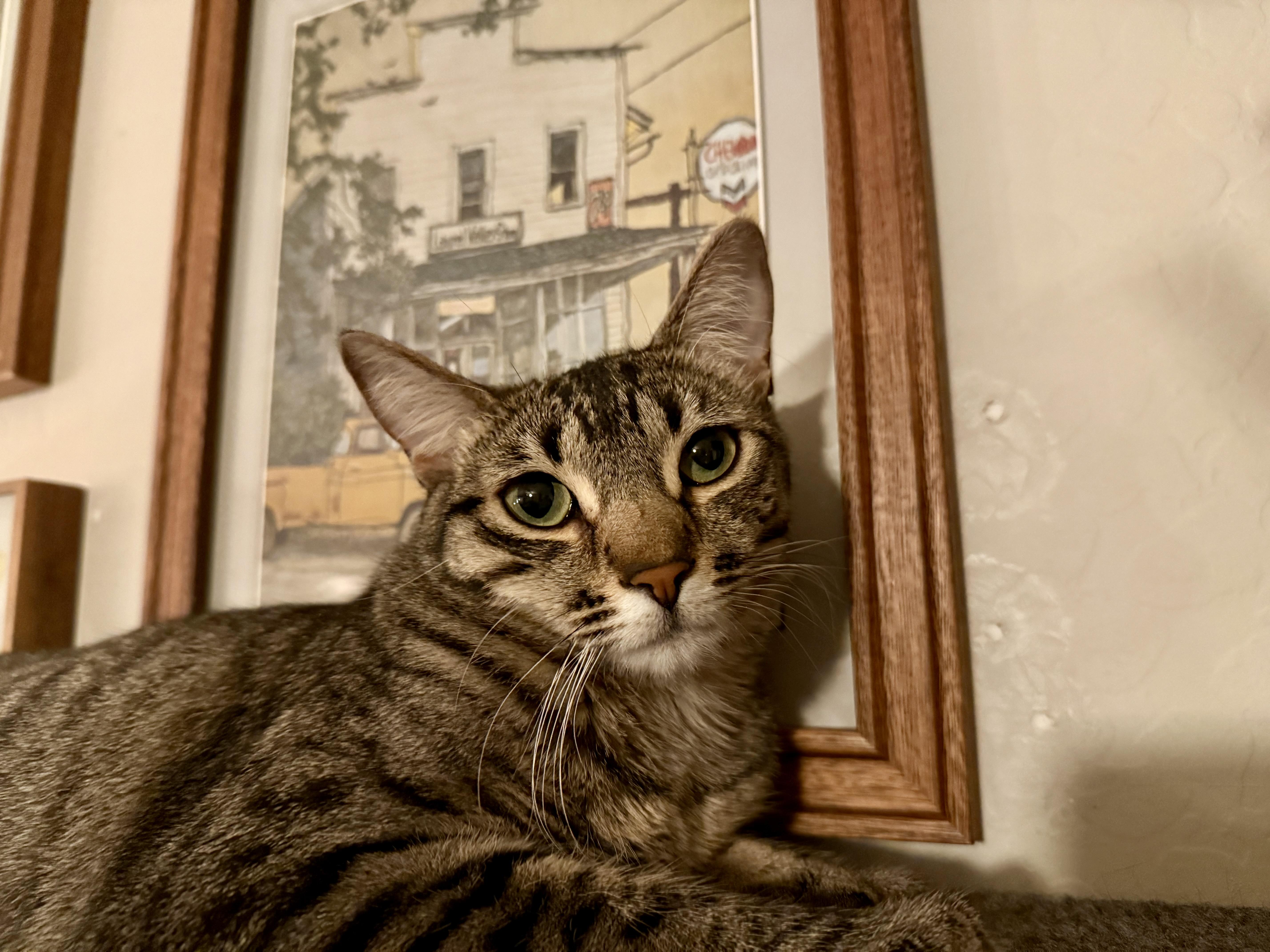 Olive photo 2
