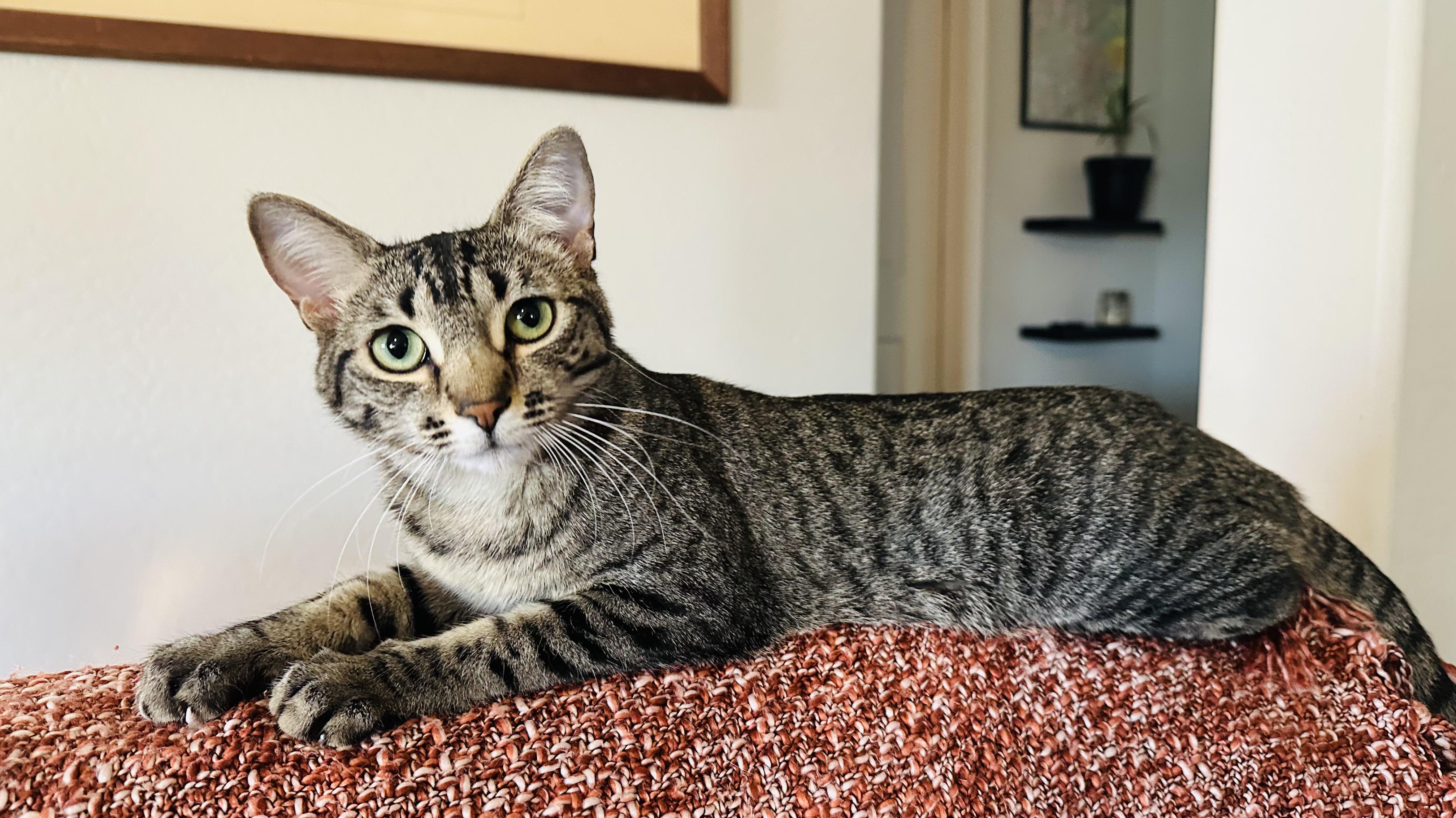 Olive, Young Female Tabby