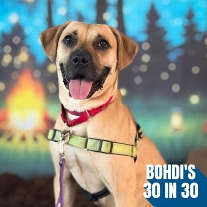Simba, Adoptable, Adult Male Black Mouth Cur & Mixed Breed.
