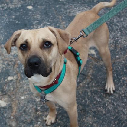 Simba, a Adoptable mixed breed in Richmond, VA image 2/3