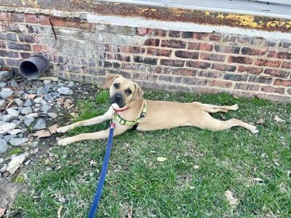 Simba, a Adoptable mixed breed in Richmond, VA image 3/3