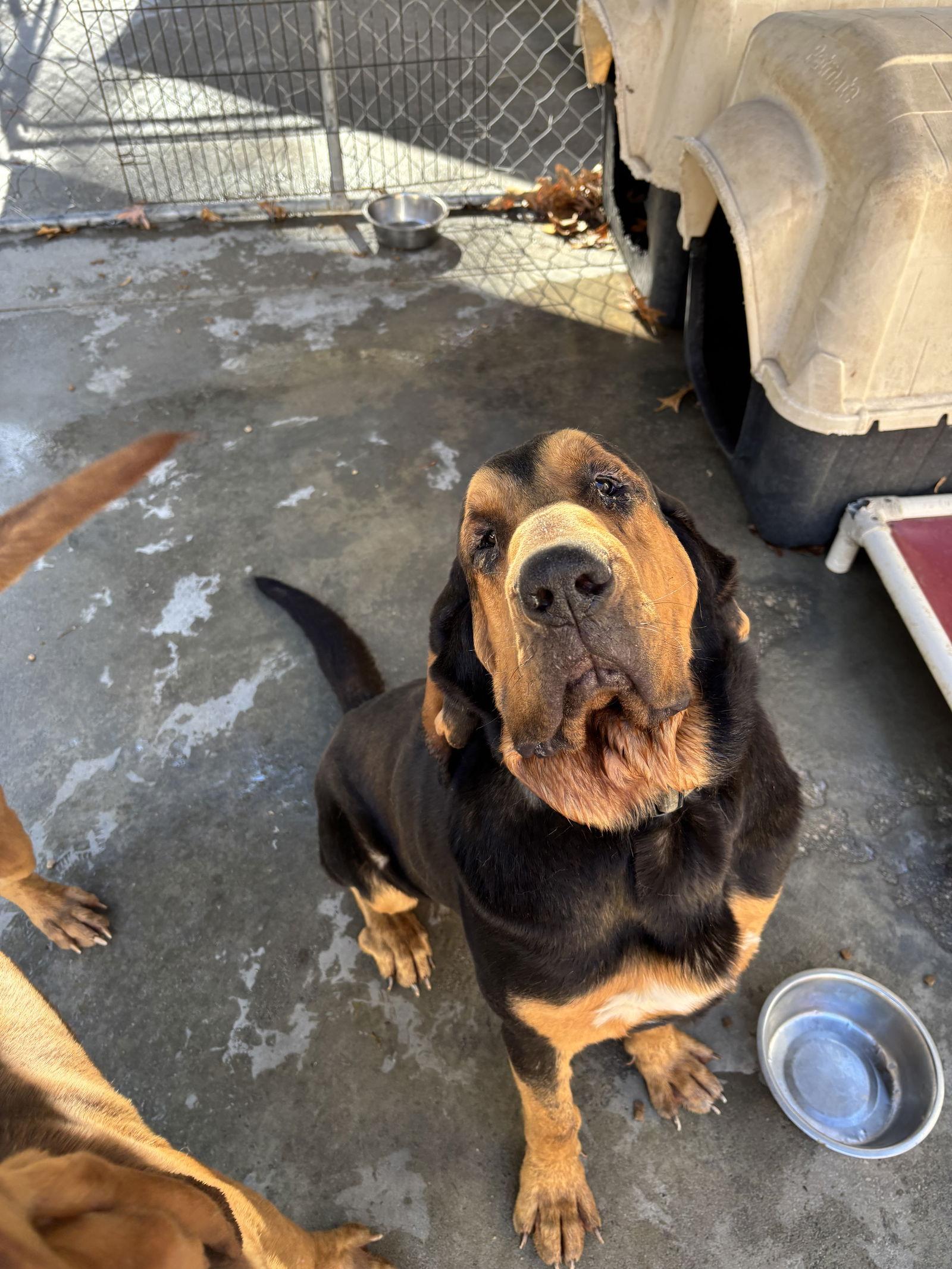 Waylon, Adoptable, Adult Male Bloodhound.