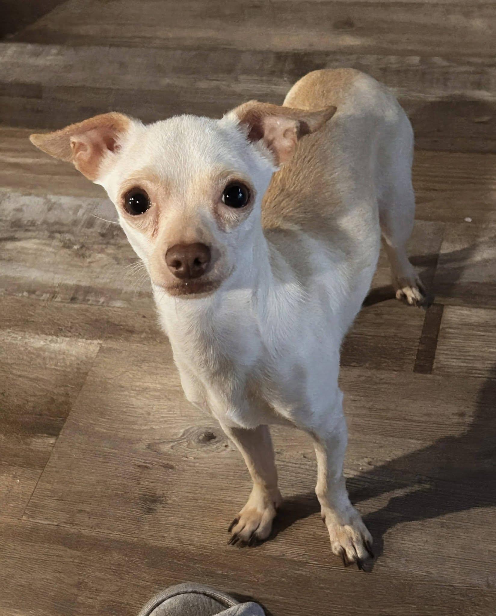 Enlarge Albee, a Adoptable Chihuahua in Austin, TX image 1/5