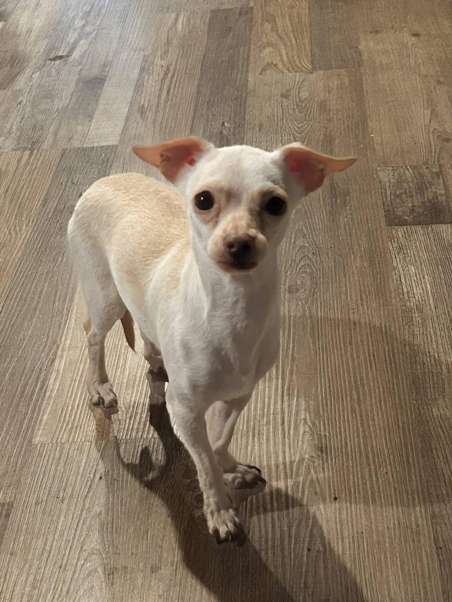 Enlarge Albee, a Adoptable Chihuahua in Austin, TX image 2/5