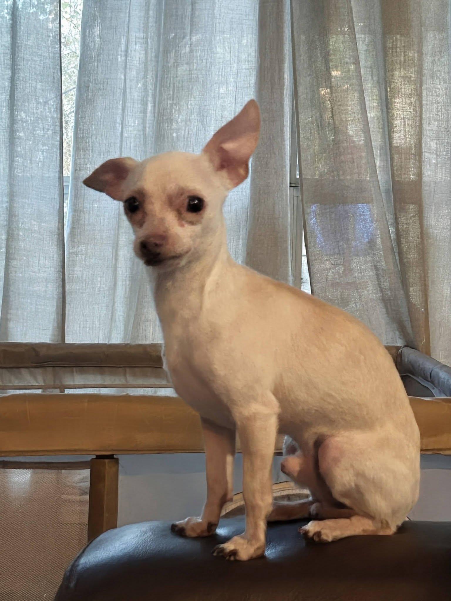 Enlarge Albee, a Adoptable Chihuahua in Austin, TX image 3/5