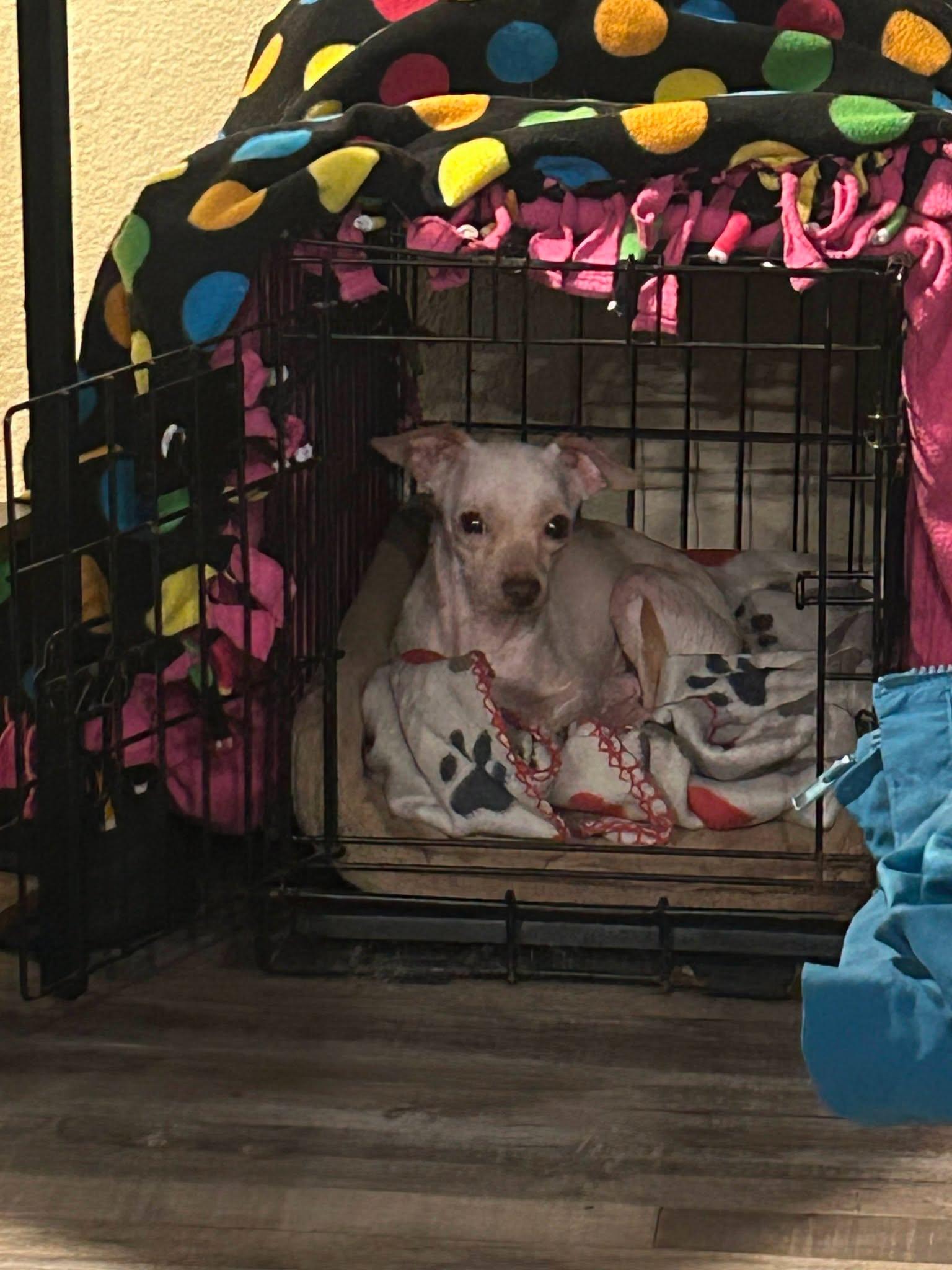 Enlarge Albee, a Adoptable Chihuahua in Austin, TX image 4/5