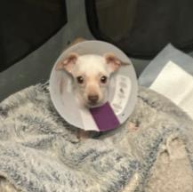 Enlarge Albee, a Adoptable Chihuahua in Austin, TX image 5/5