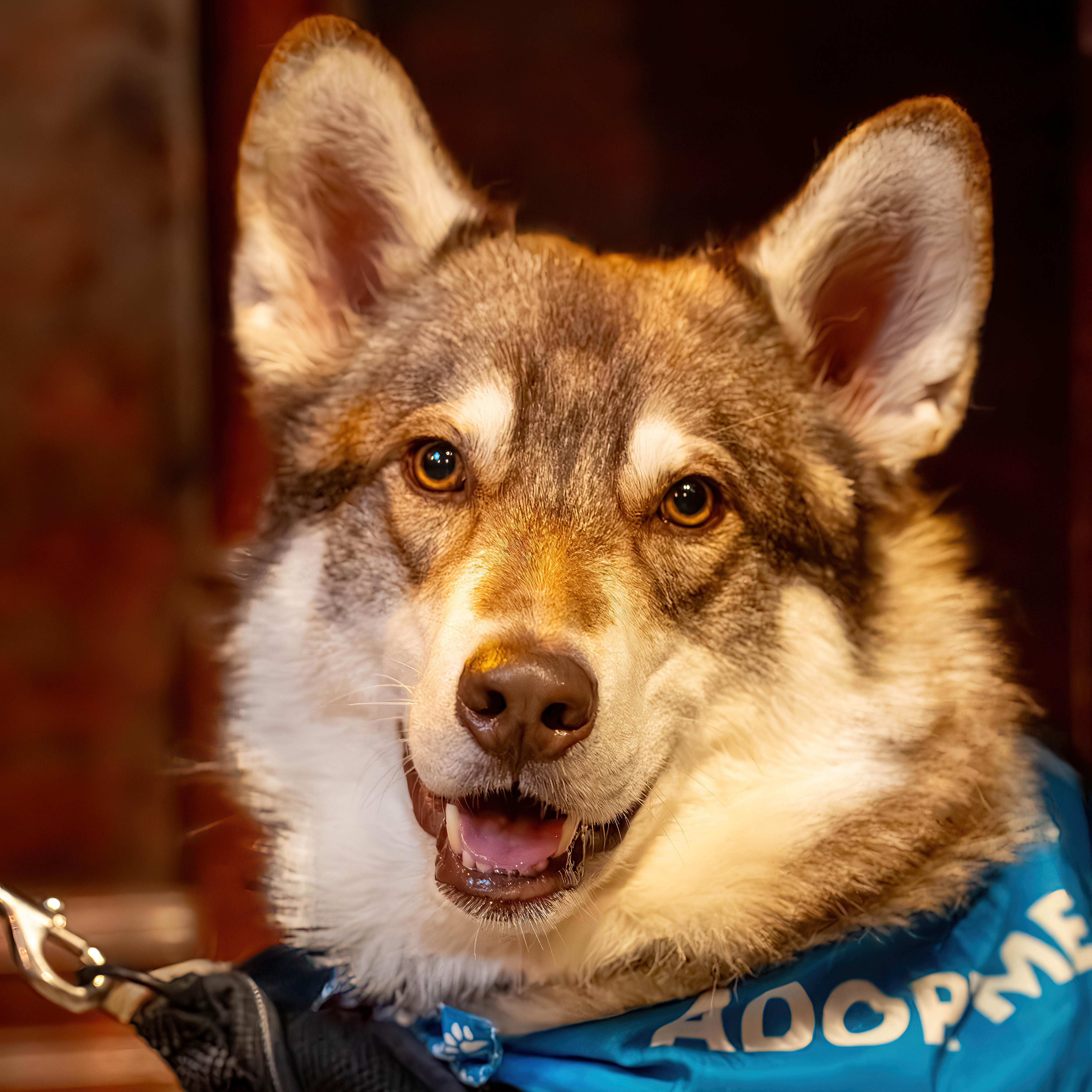 Winchester - Model Husky and Adventure Buddy!