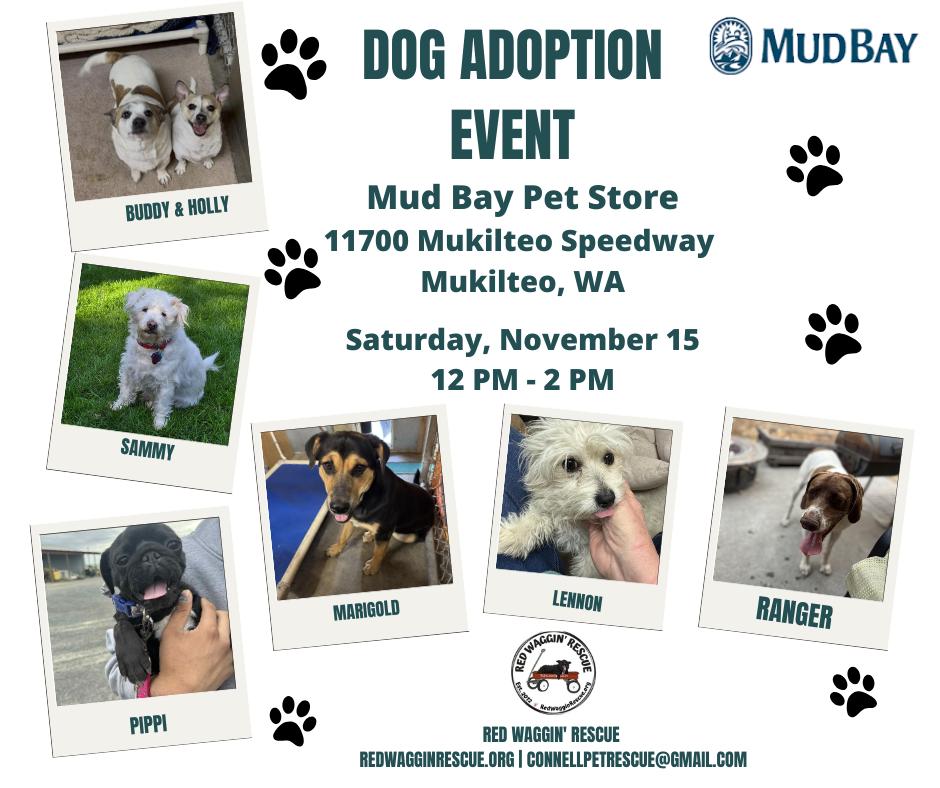 Winchester - Model Husky and Adventure Buddy!