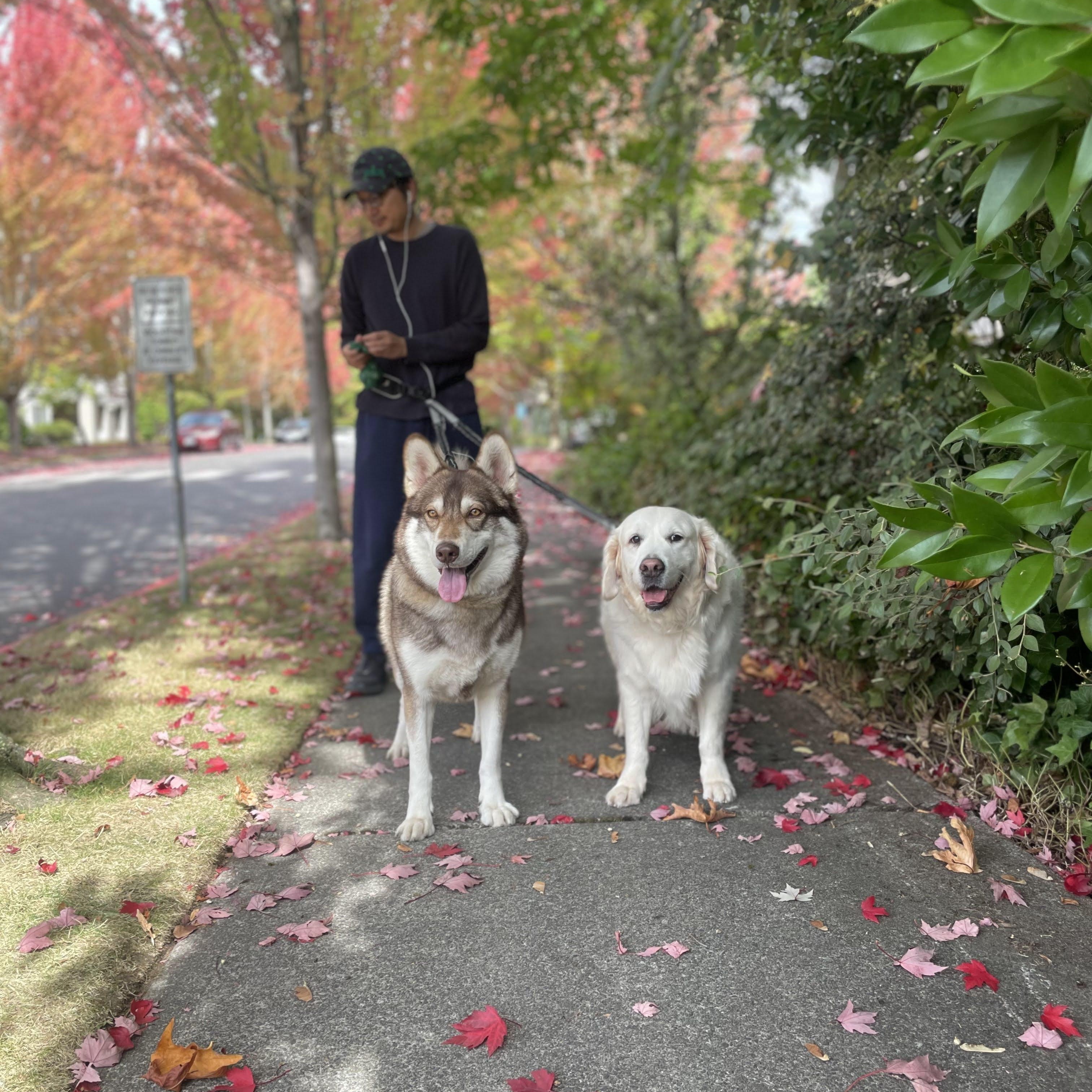 Winchester - Model Husky and Adventure Buddy!