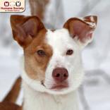 Enlarge Skylar, a ADOPTABLE mixed breed in Nashua, NH image 1/2