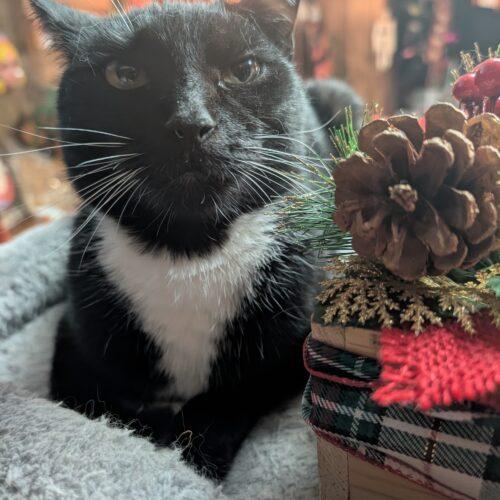 Enlarge Kitty, a Adoptable Domestic Short Hair in Seven Valleys, PA image 1/5