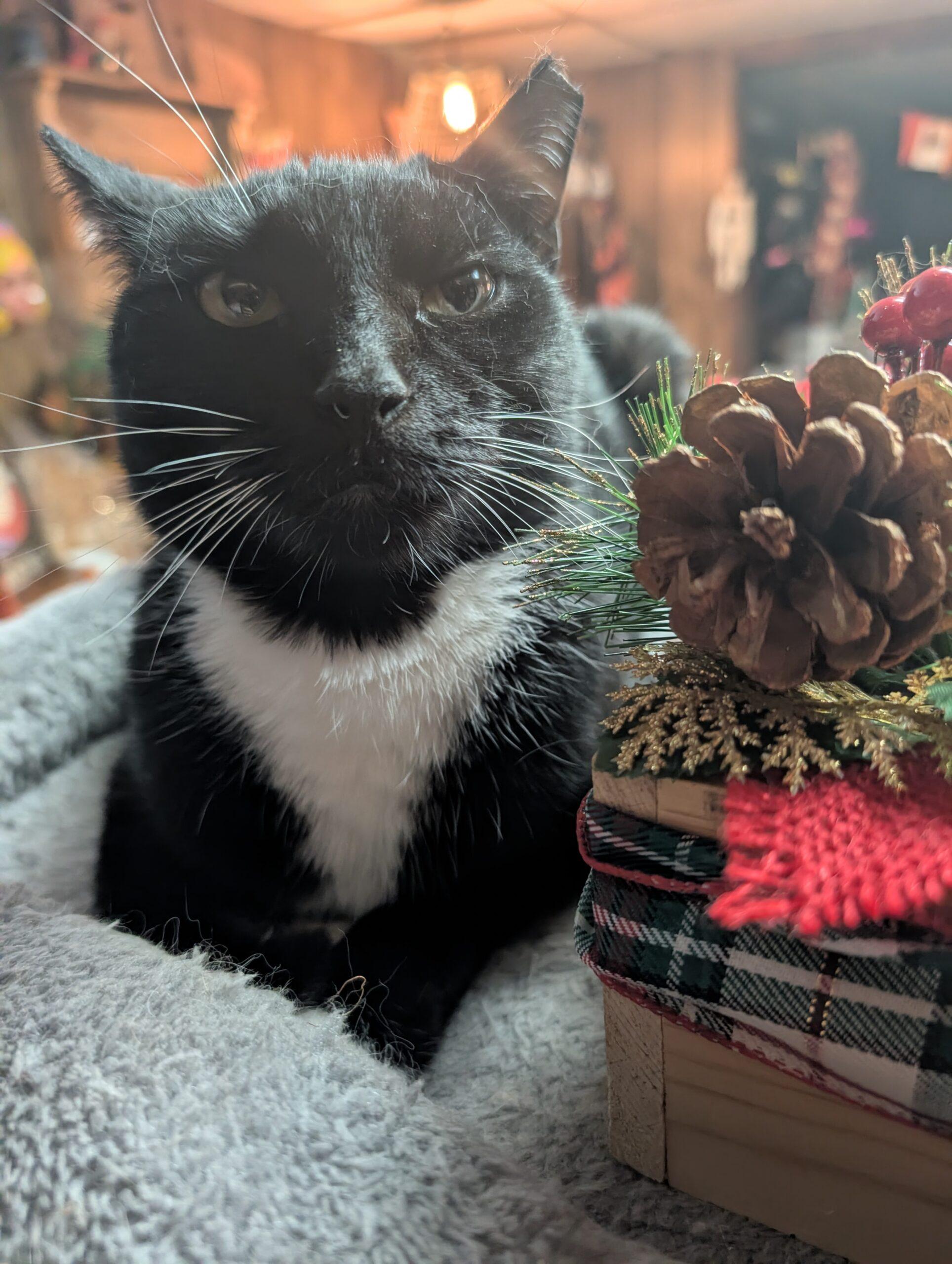 Enlarge Kitty, a Adoptable Domestic Short Hair in Seven Valleys, PA image 2/5