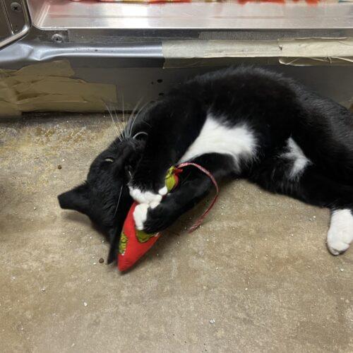 Enlarge Kitty, a Adoptable Domestic Short Hair in Seven Valleys, PA image 3/5