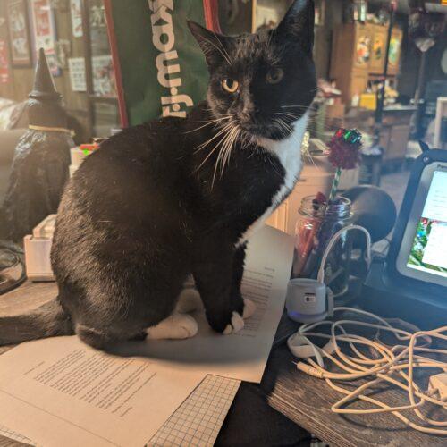 Enlarge Kitty, a Adoptable Domestic Short Hair in Seven Valleys, PA image 4/5