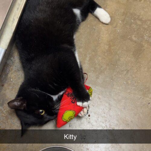 Enlarge Kitty, a Adoptable Domestic Short Hair in Seven Valleys, PA image 5/5