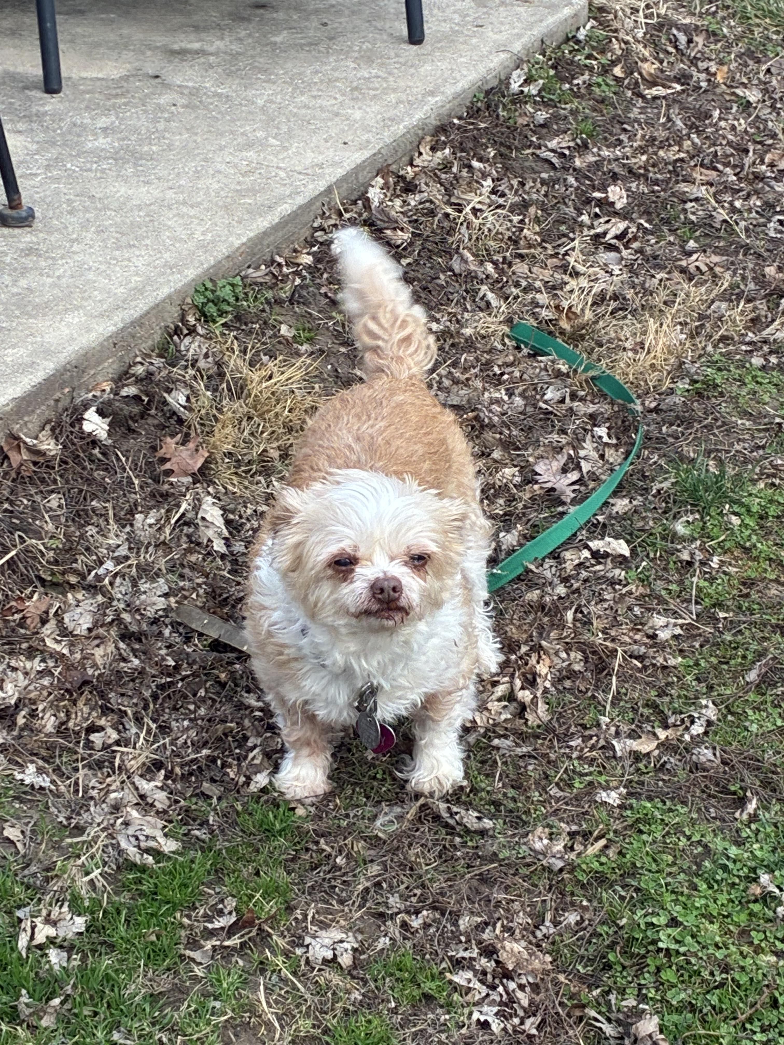 Suzie ( Snoozy ) , ADOPTABLE, Adult Female Shih Tzu.