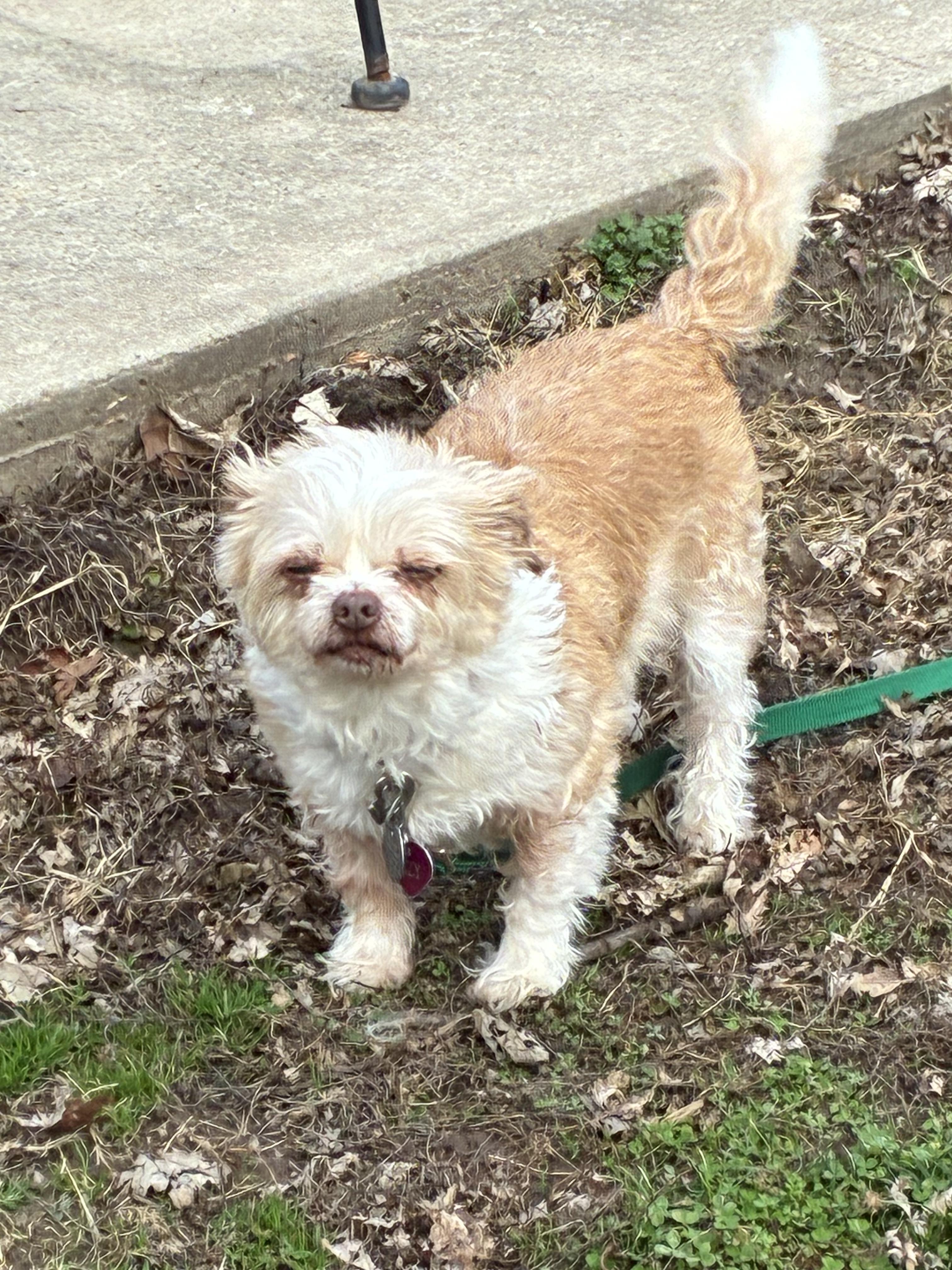 Enlarge Suzie ( Snoozy ) , a ADOPTABLE mixed breed in Saint Louis, MO image 3/3