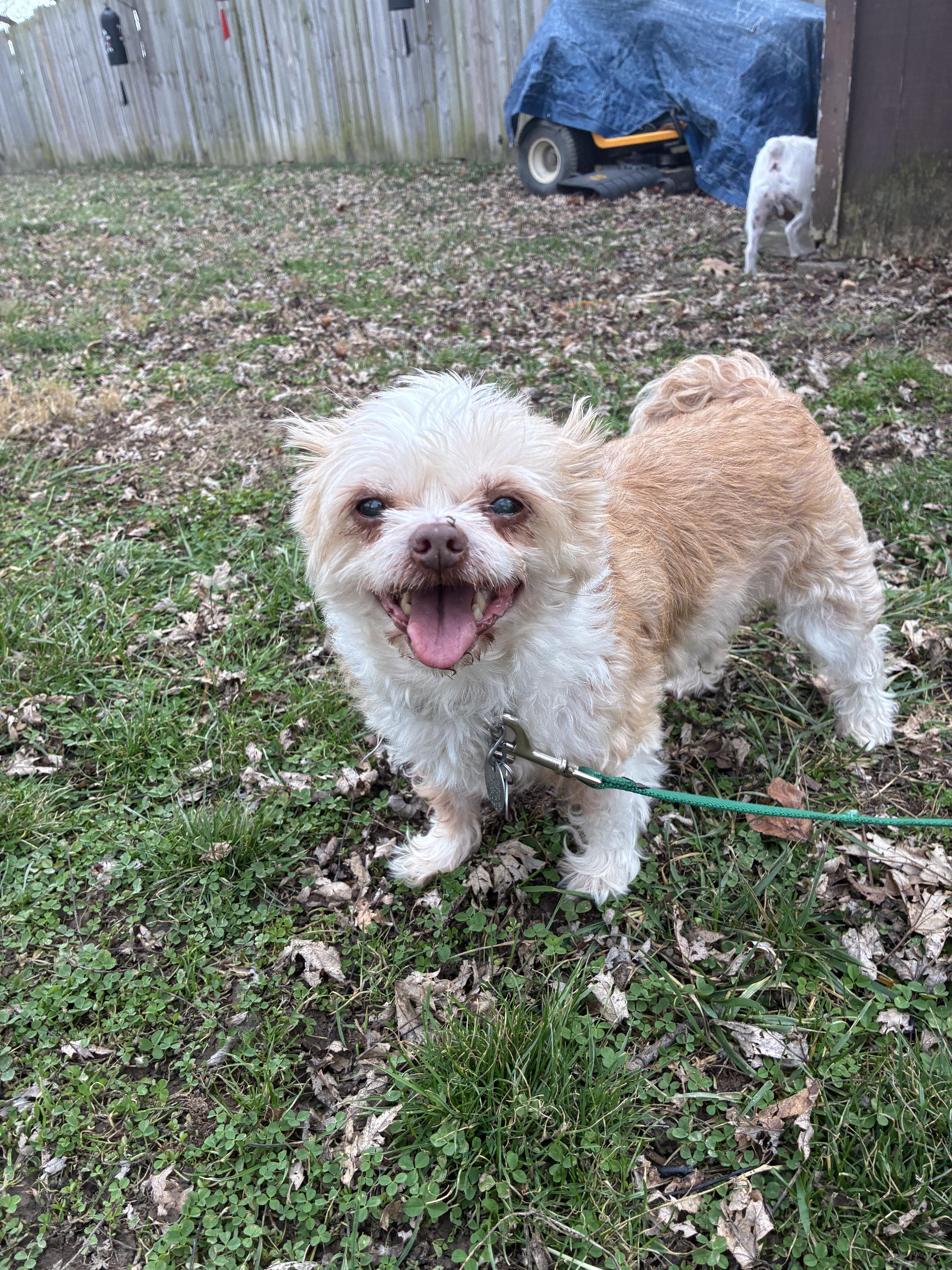 Enlarge Suzie ( Snoozy ) , a ADOPTABLE mixed breed in Saint Louis, MO image 2/3
