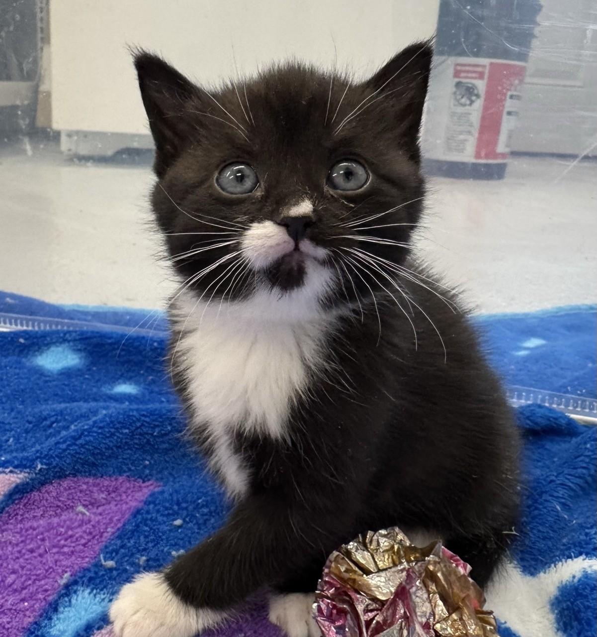 Enlarge Poppy, a Adoptable Domestic Short Hair in Morris, MN image 1/1