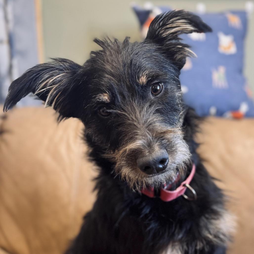 Enlarge Scruffy Joe (Rhett Butler), a Adoptable mixed breed in Lander, WY image 2/2