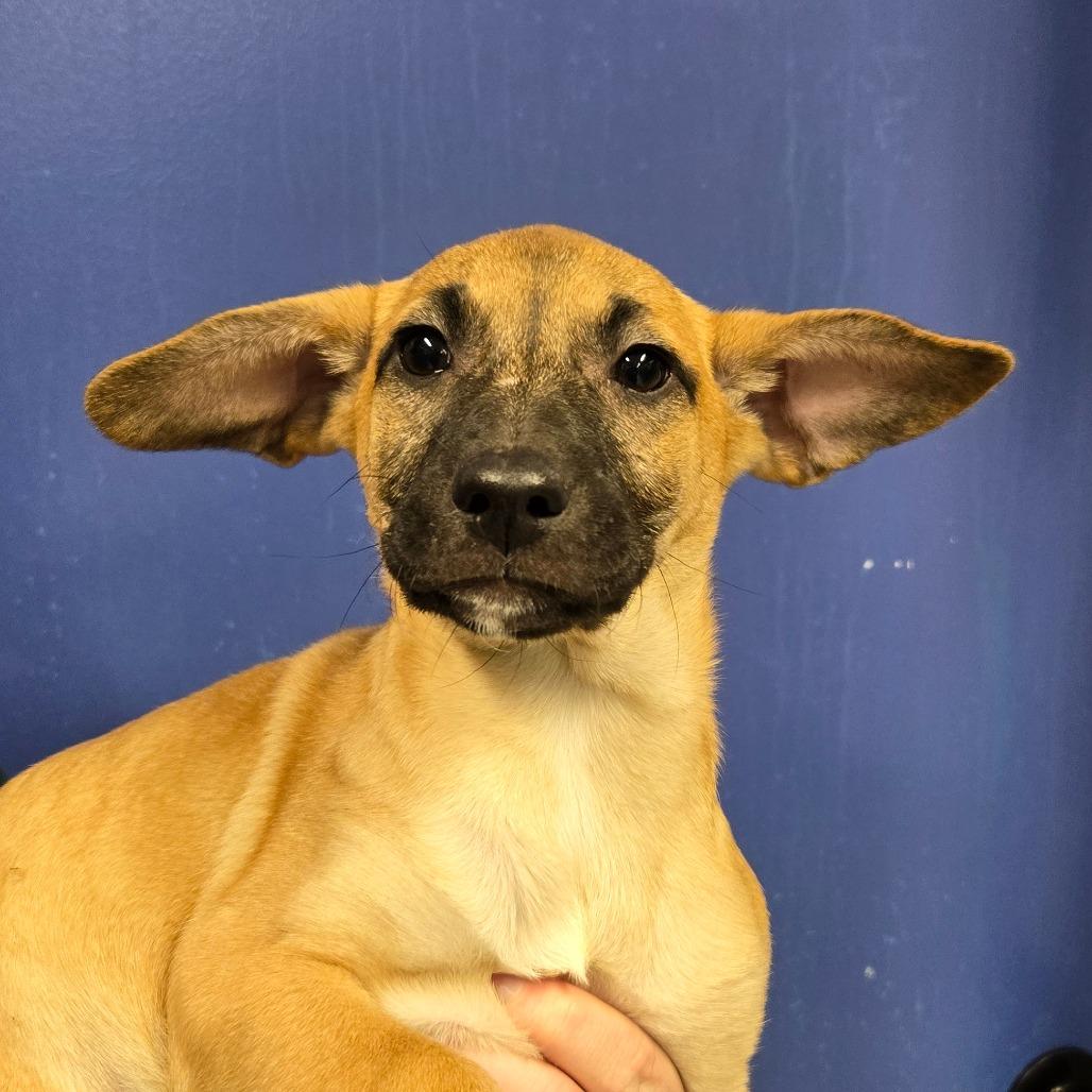 CT Vega, Adoptable, Puppy Female Catahoula Leopard Dog.