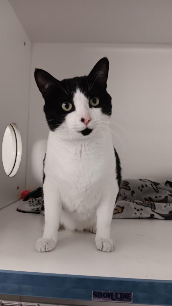 Mr. Nibbles, Adoptable, Young Male Domestic Short Hair.