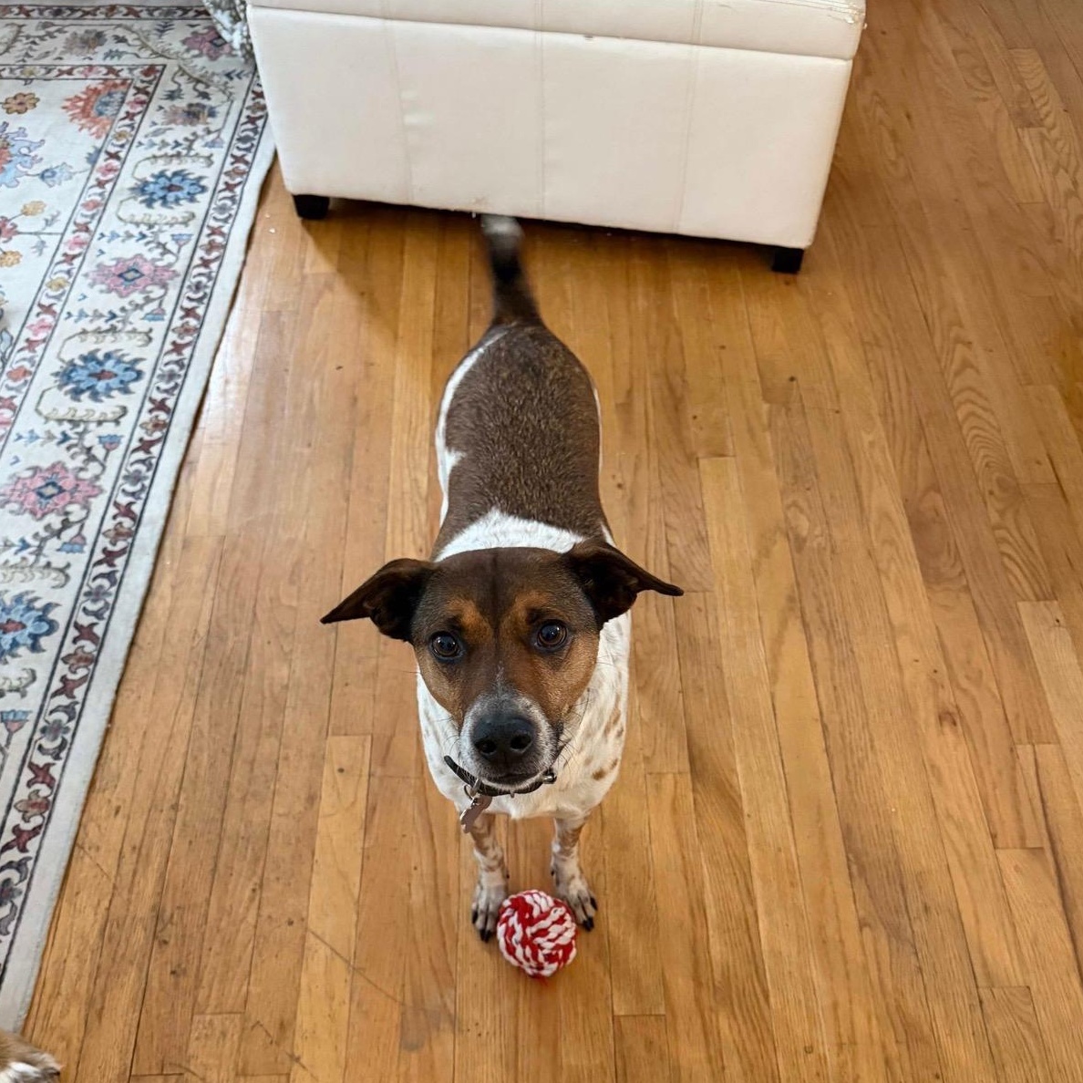 Petey, ADOPTABLE, Adult Male Terrier.