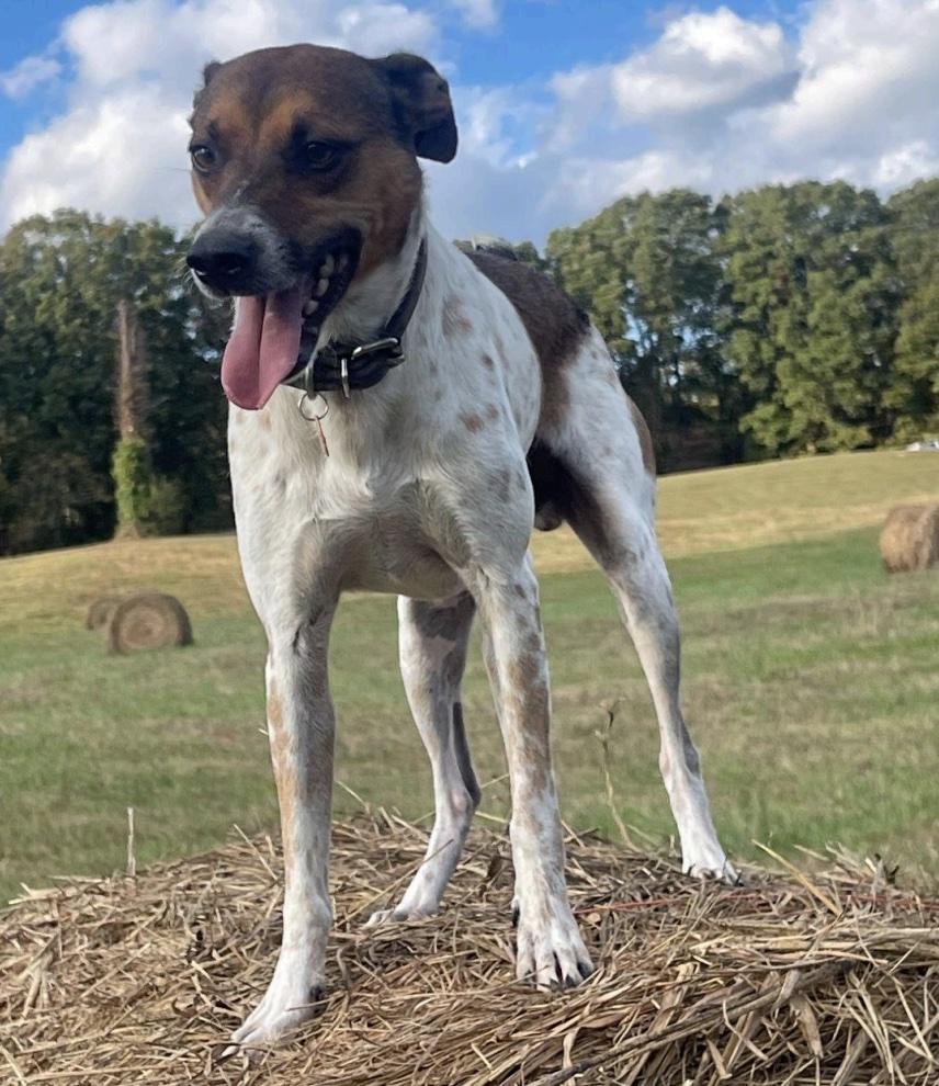 Enlarge Petey, a ADOPTABLE mixed breed in Cedarburg, WI image 2/2