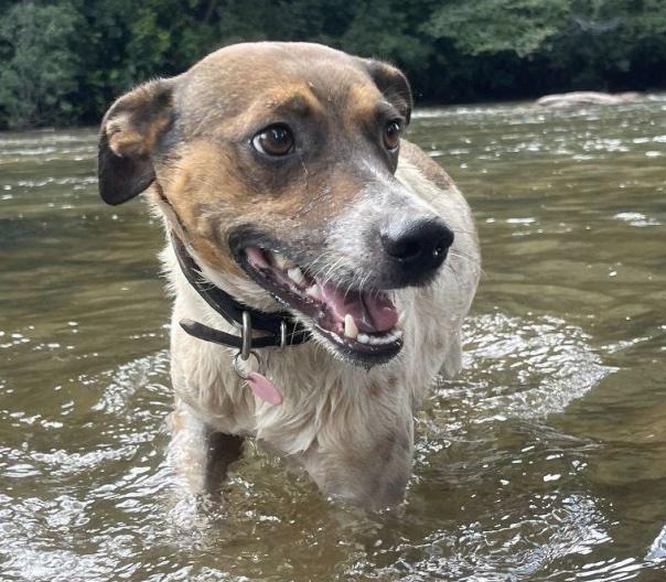 Enlarge Petey, a ADOPTABLE mixed breed in Cedarburg, WI image 1/2