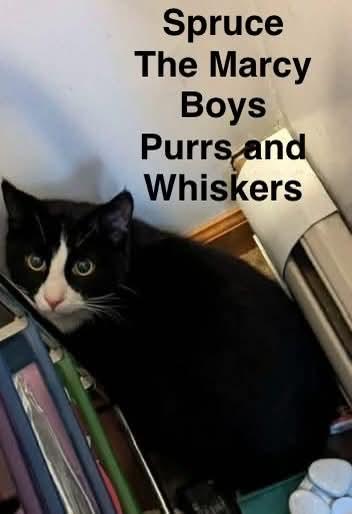 Enlarge Spruce, an adopted Domestic Short Hair in New Hartford, NY image 1/1