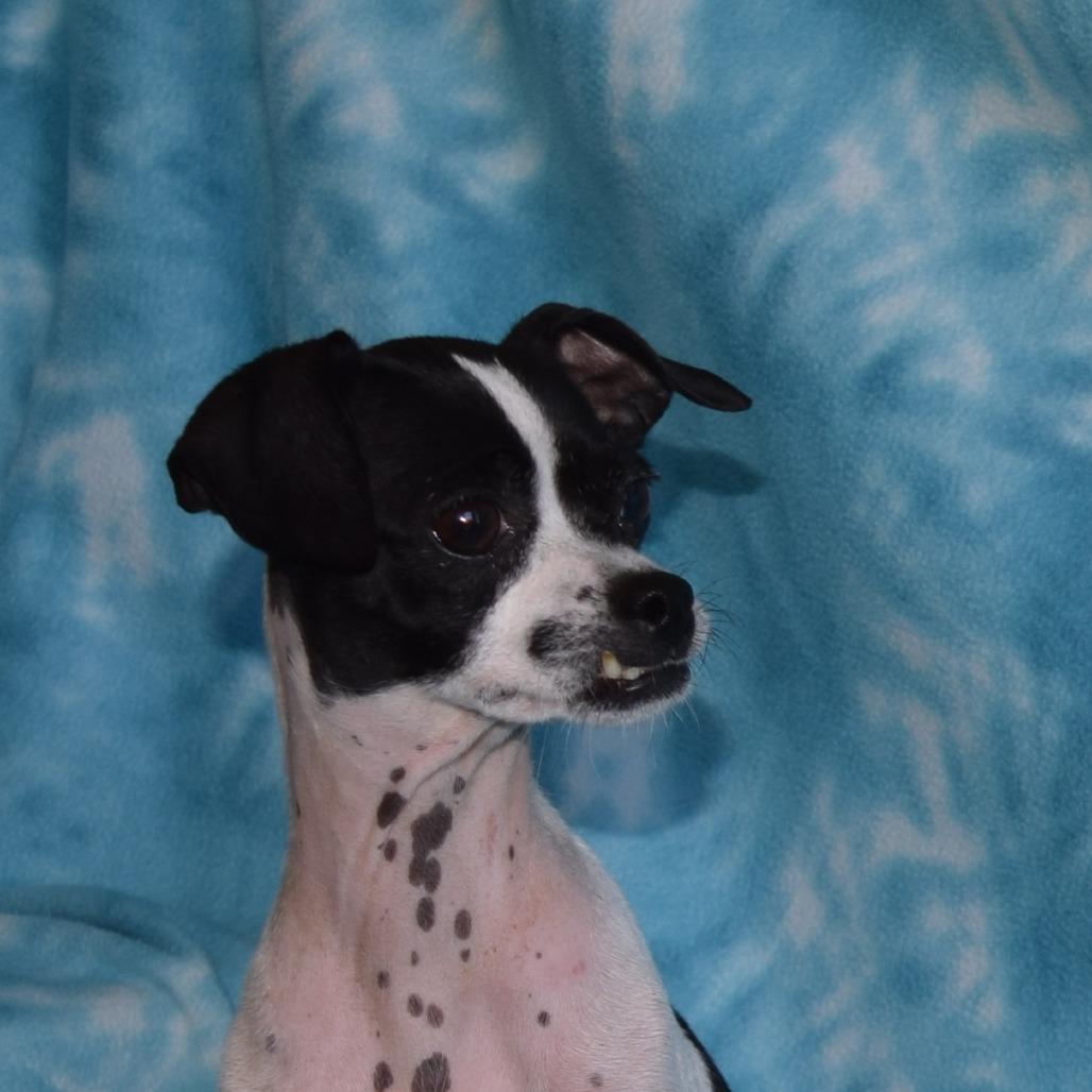 Enlarge Dottie, a Adoptable mixed breed in Eureka, CA image 1/3