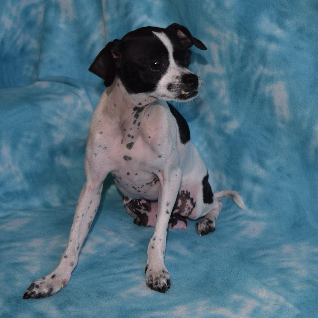 Enlarge Dottie, a Adoptable mixed breed in Eureka, CA image 2/3