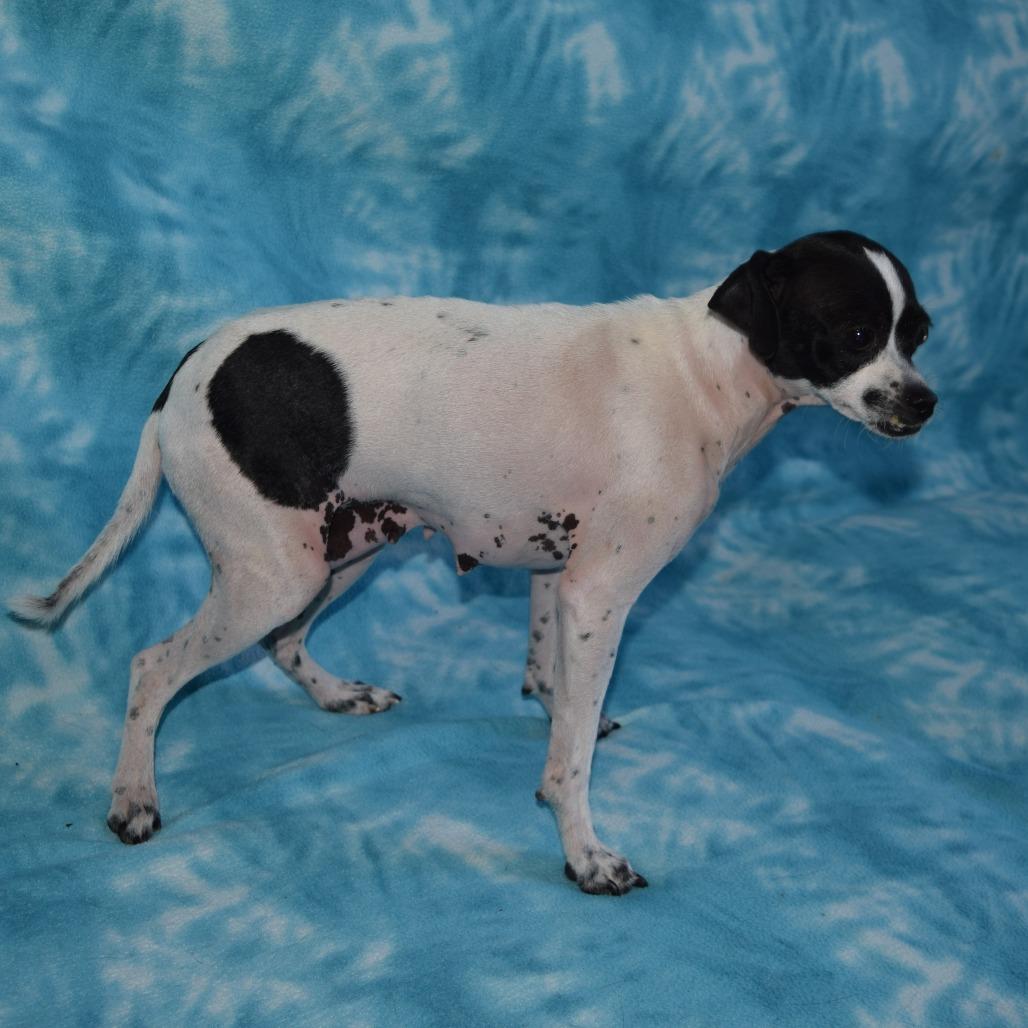 Enlarge Dottie, a Adoptable mixed breed in Eureka, CA image 3/3