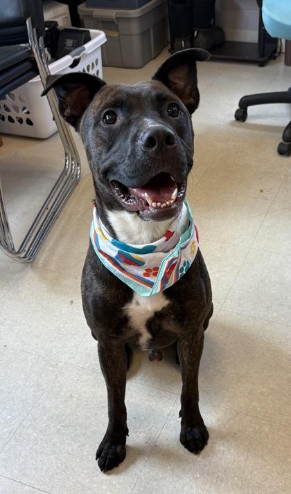 Axle, Adoptable, Adult Male Pit Bull Terrier & Mixed Breed.