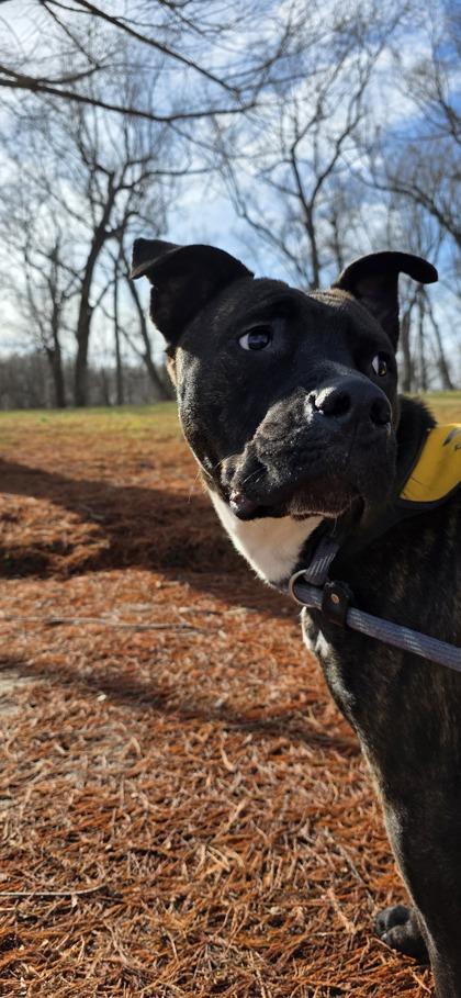 Enlarge Axle, a Adoptable mixed breed in Columbus, IN image 2/3