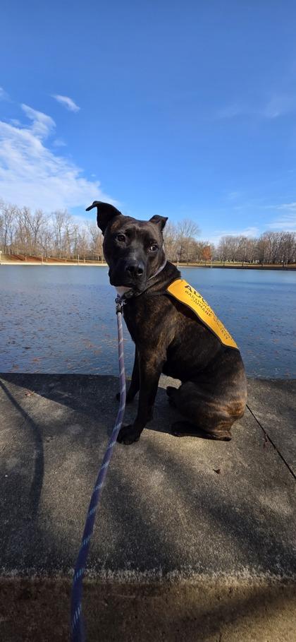 Enlarge Axle, a Adoptable mixed breed in Columbus, IN image 3/3