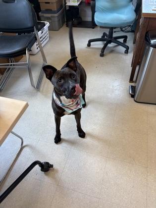 Axle, Adoptable, Adult Male Pit Bull Terrier & Mixed Breed.