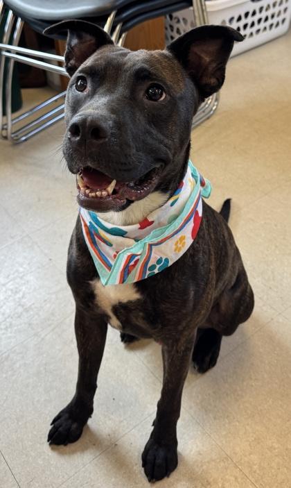 Axle, a Adoptable mixed breed in Columbus, IN image 3/3