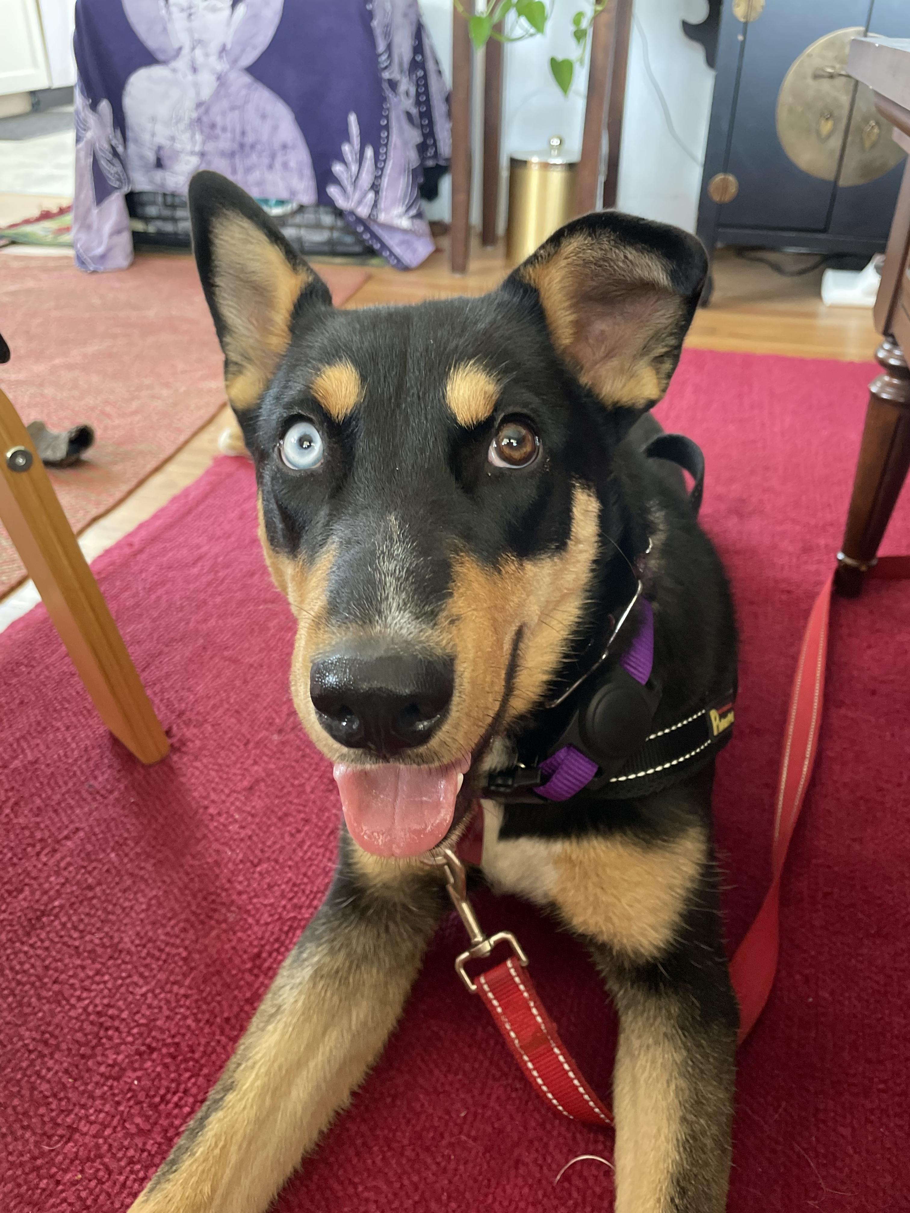ZULA, adopted, Puppy Female Husky & Doberman Pinscher.