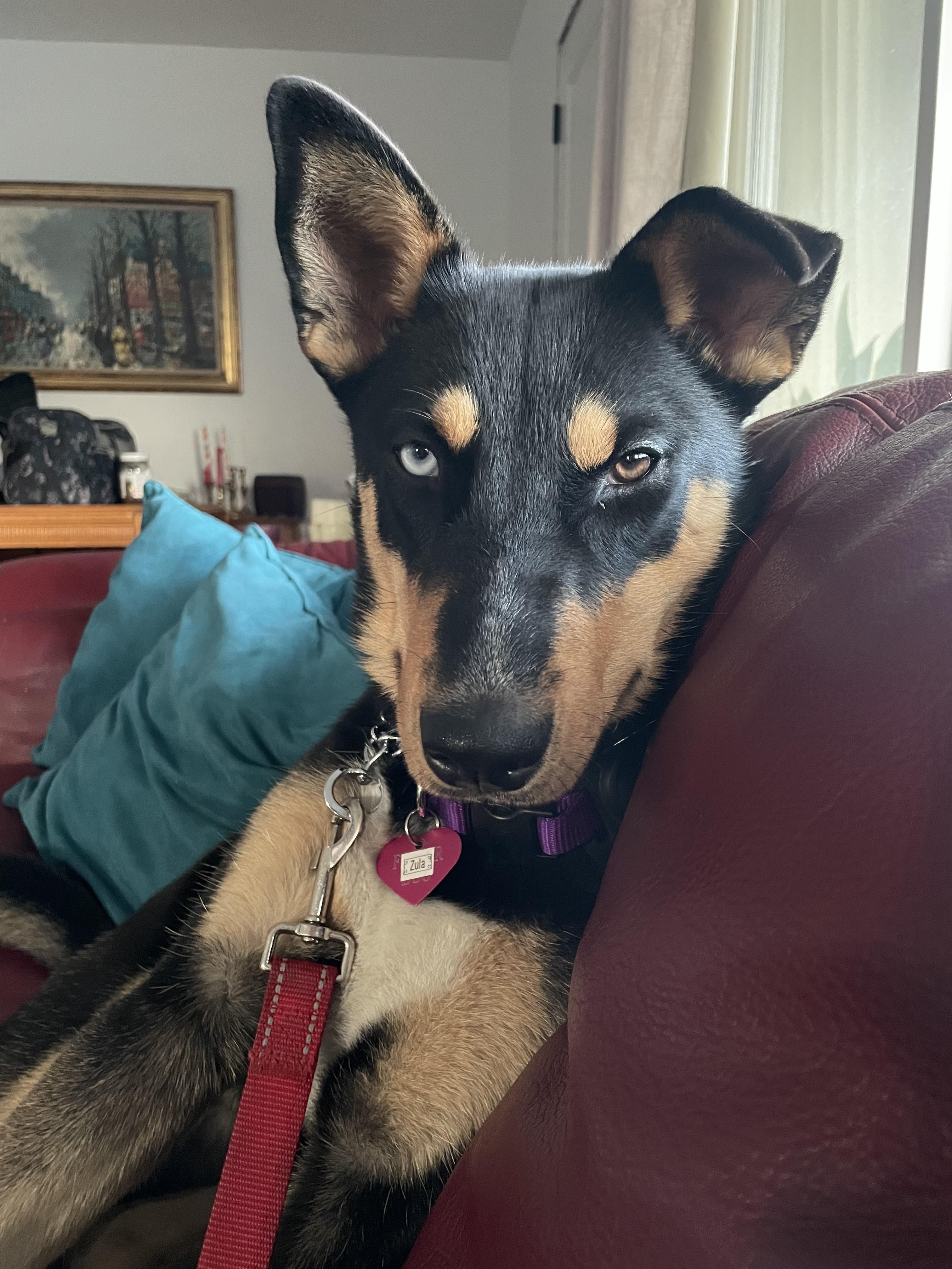 ZULA, an adopted mixed breed in Sunset Beach , CA image 3/5
