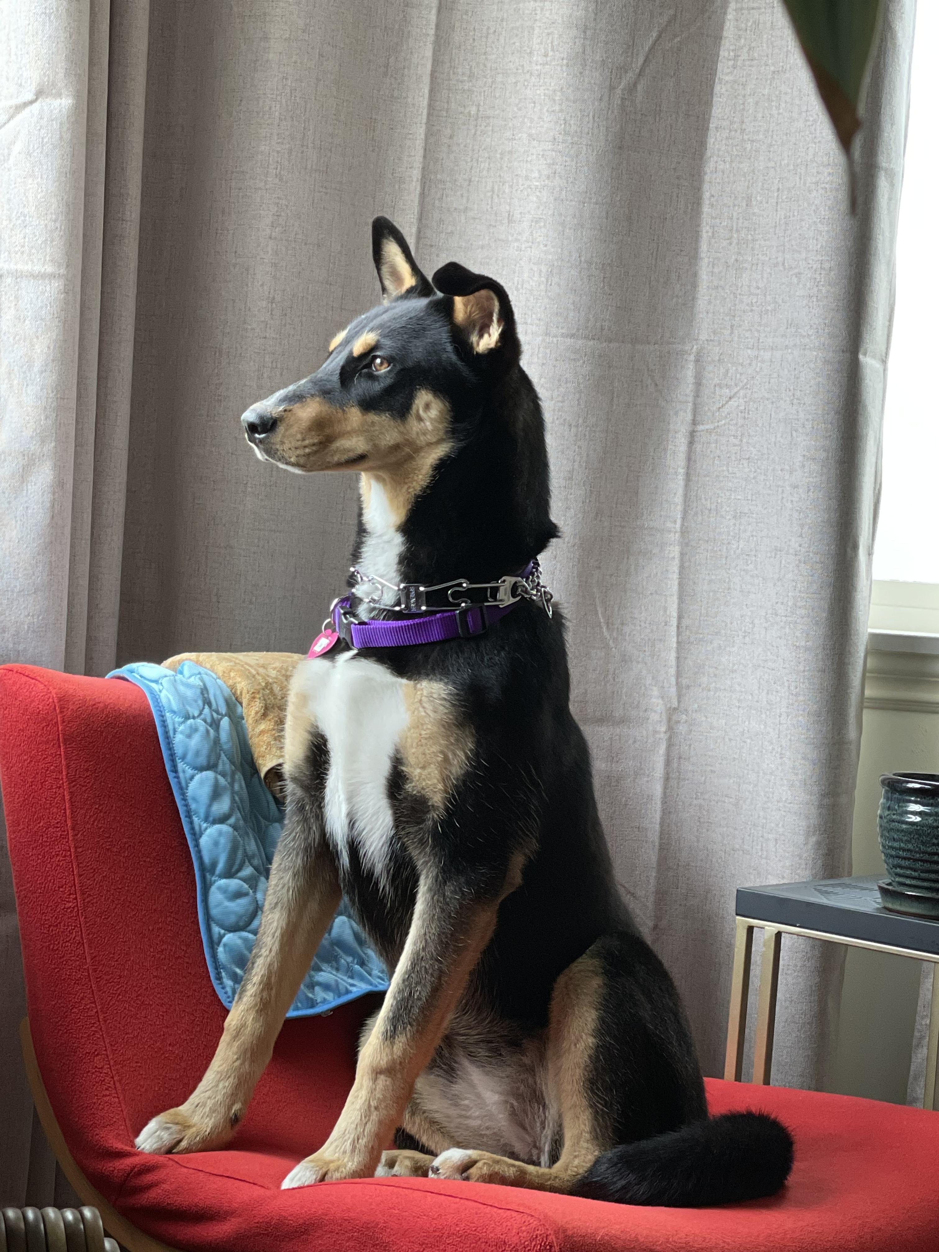 ZULA, an adopted mixed breed in Sunset Beach , CA image 2/5