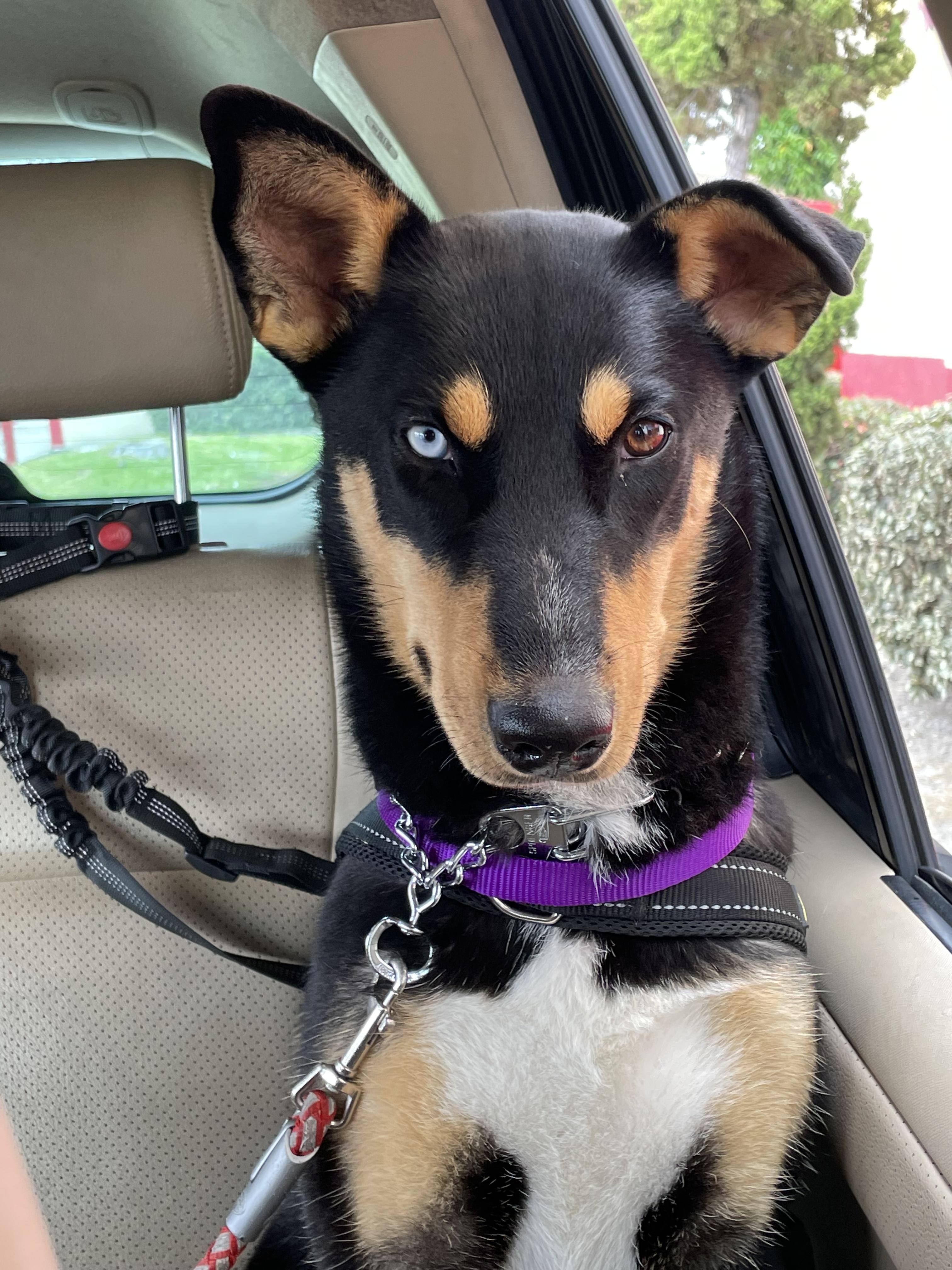 ZULA, an adopted mixed breed in Sunset Beach , CA image 5/5