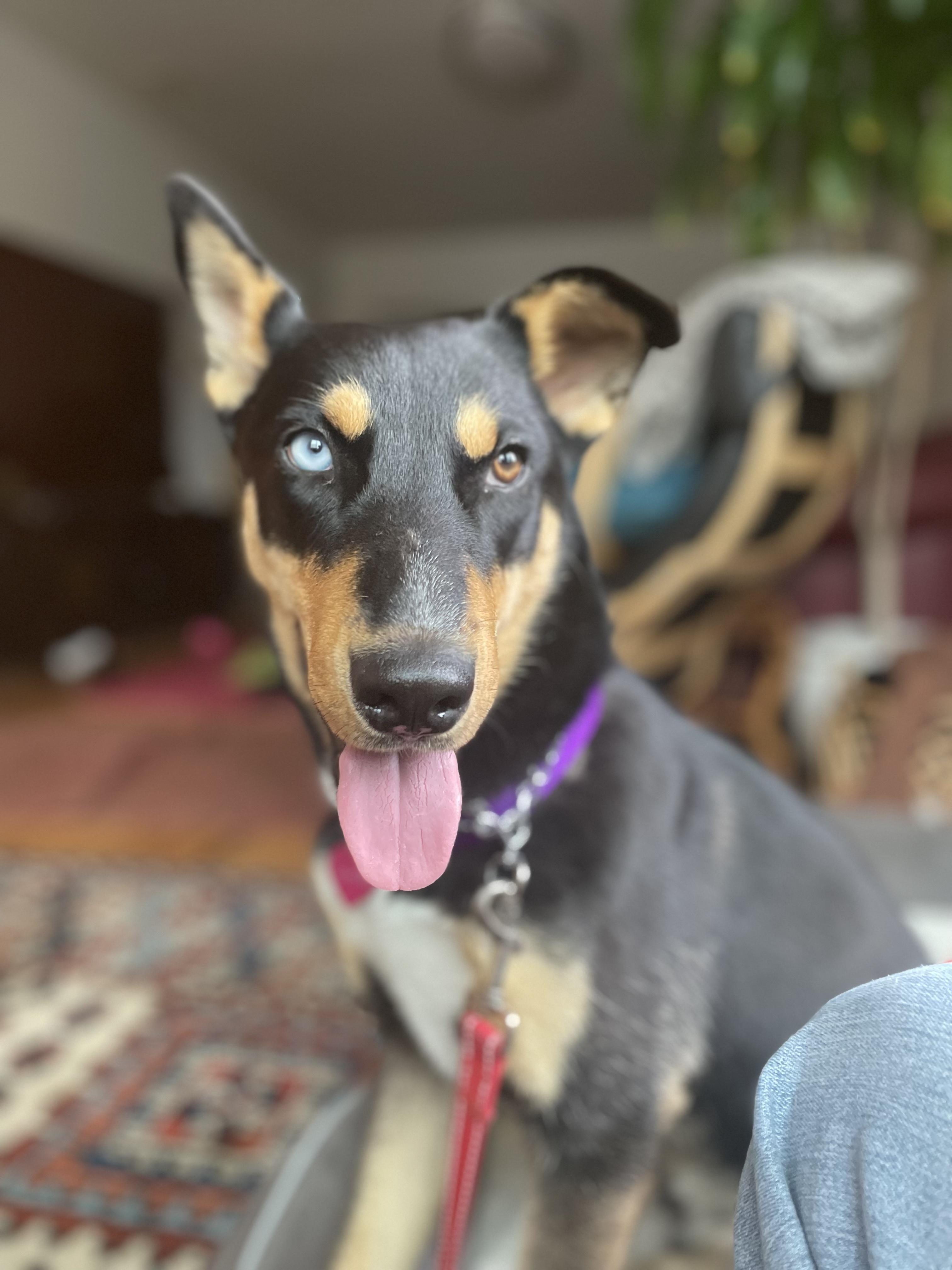 ZULA, an adopted mixed breed in Sunset Beach , CA image 4/5