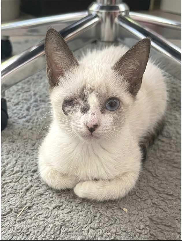 Captain Grayson (MUST be adopted with Grace O'Malley), ADOPTABLE, Kitten Male Siamese.
