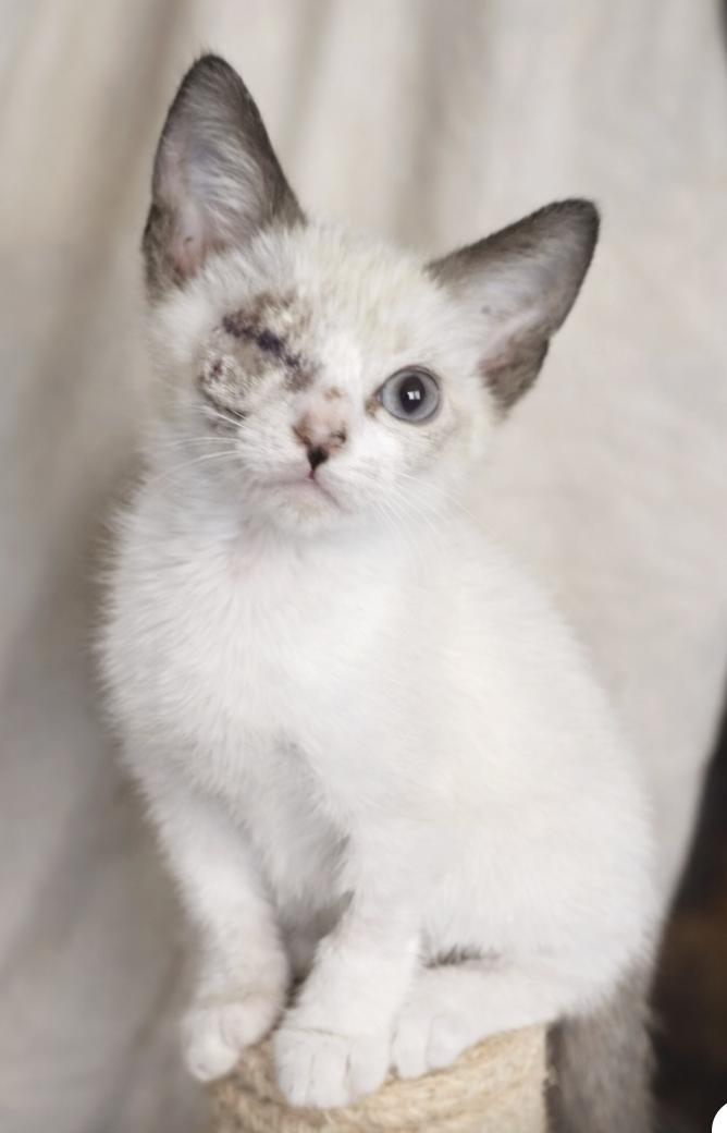Enlarge Captain Grayson (MUST be adopted with Grace O'Malley), a ADOPTABLE mixed breed in Houston, TX image 3/6