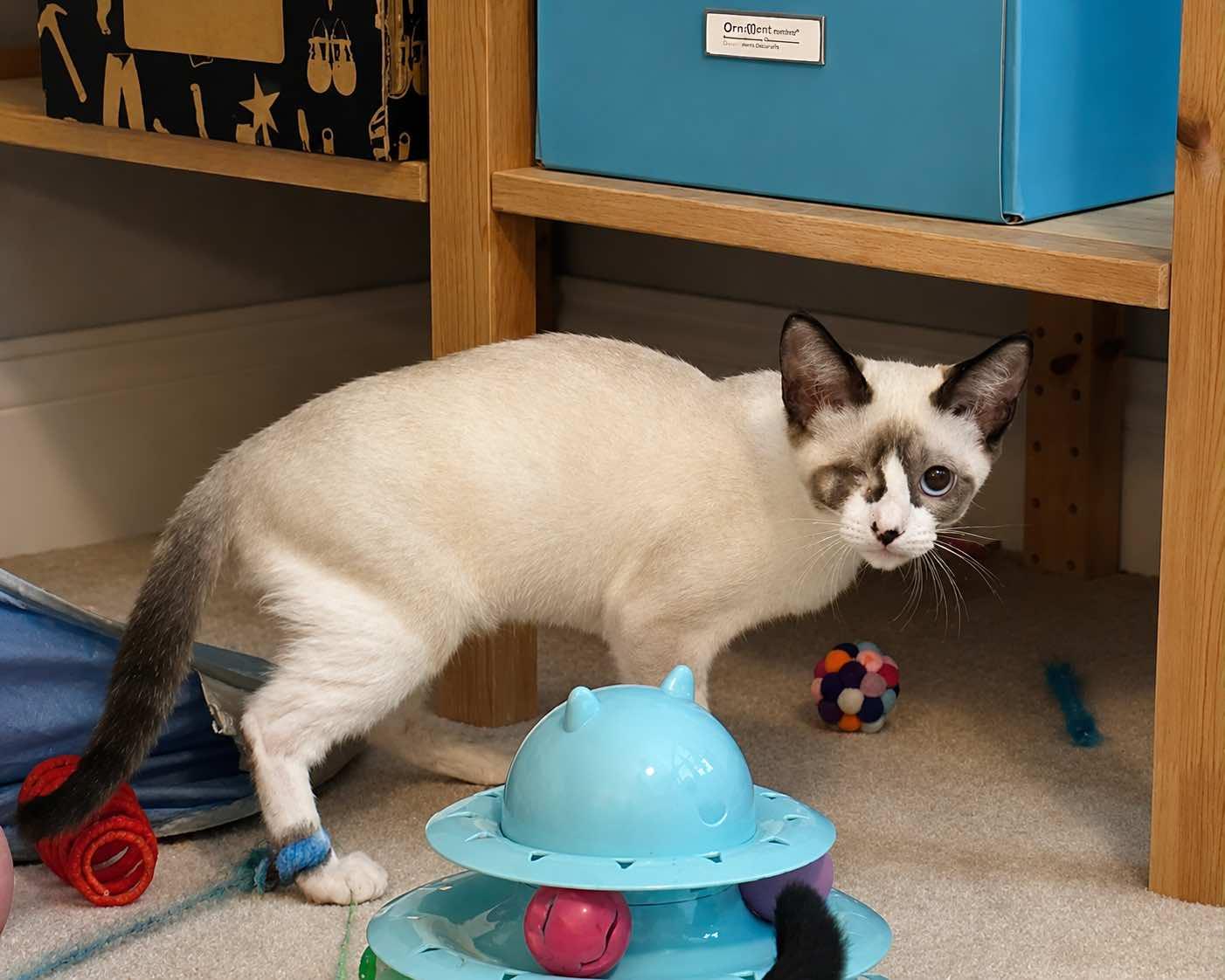 Captain Grayson (MUST be adopted with Grace O'Malley), a ADOPTABLE mixed breed in Houston, TX image 5/6