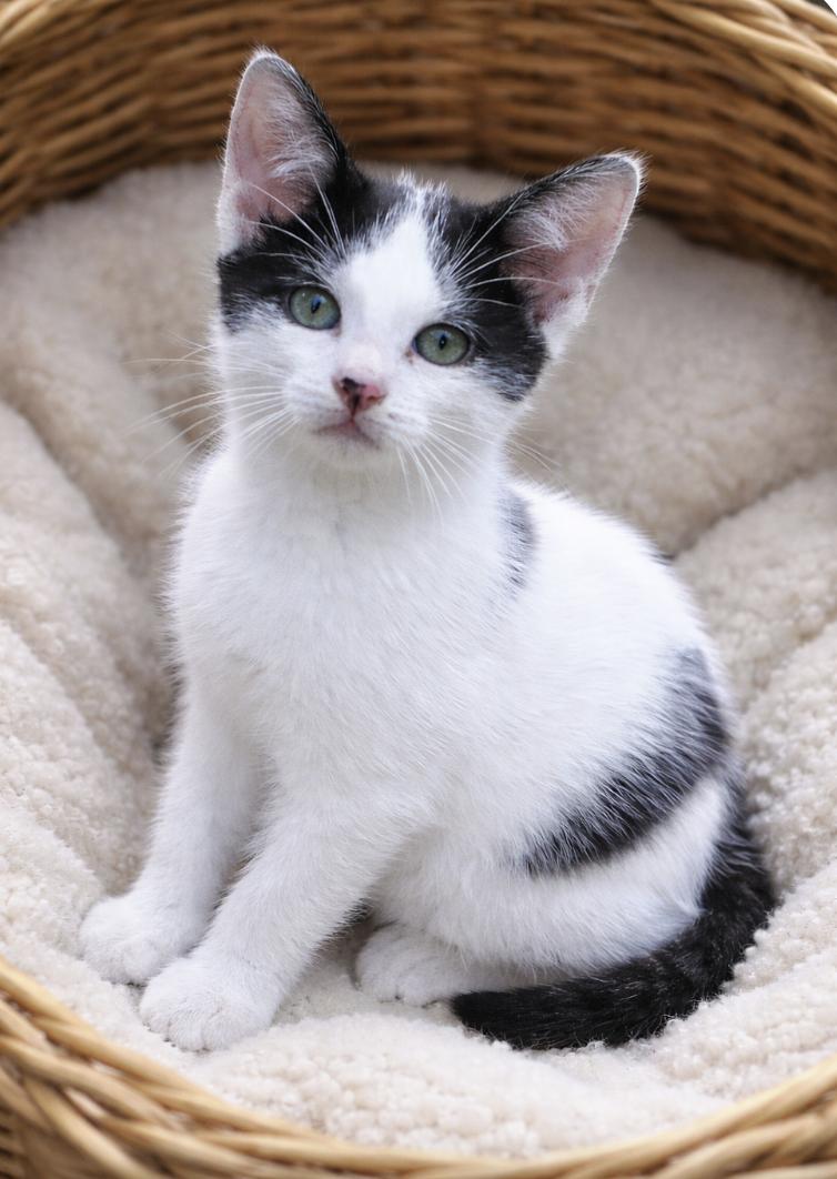 Enlarge Captain Grayson (MUST be adopted with Grace O'Malley), a ADOPTABLE mixed breed in Houston, TX image 5/6