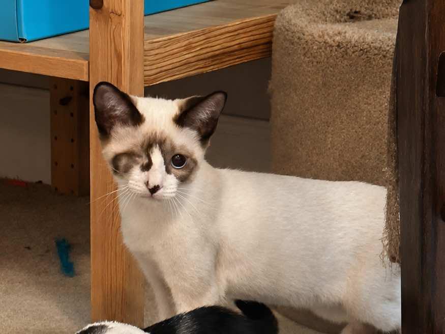 Captain Grayson (MUST be adopted with Grace O'Malley), ADOPTABLE, Kitten Male Siamese.